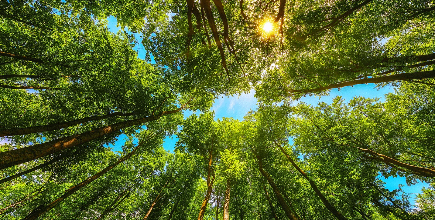 Looking upward at tree canopy.